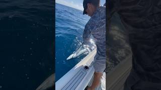 Giant weehoo hits the deck wahoo spinner fishing viral [upl. by Akemrej]