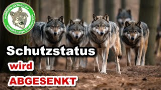 Wolfinfo Aktuell FLASH Schutzstatus von Wölfen wird gesenkt [upl. by Bayly469]