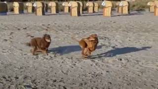 Ostsee Timmendorfer Strand mit Hund [upl. by Anilehs]