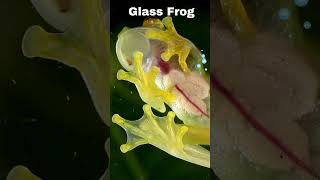 quotGlass Frog Nature’s Incredible Transparent Wonder  Amazing Animal Factsquot [upl. by Elwaine]