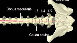 Lumbar Puncture Spinal Tap  CSF study  anatomy amp physiology [upl. by Lerad]