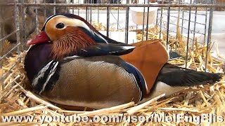 Canard Mandarin  GPH  BrieComteRobert 2023 [upl. by Alysa907]