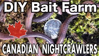 Raising Canadian Nightcrawlers At Home  DIY Dew Worm Farm [upl. by Melosa426]