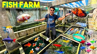 Very Cheap Rate😜❤️Fish Farm of Oscars Angels Shrimps RedTail Shark Goldfish Swordtail and etc [upl. by Stanislaw]