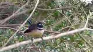 New Zealand Fantail native bird singing [upl. by Lauraine]