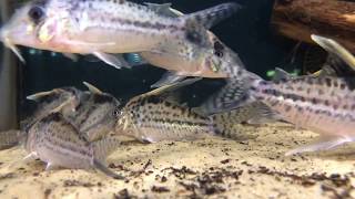 Corydoras robustus [upl. by Farmer]