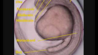 Zebrafish Danio rerio development [upl. by Ettenhoj]