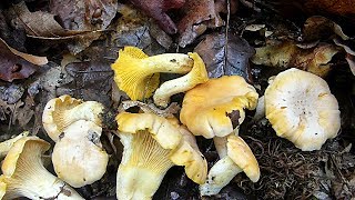 Cantharellus cibarius amp Boletus reticulatus  Branje lisičarke i Vrganji 25052017 [upl. by Crystal703]