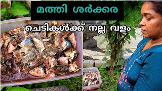 മത്തി ശർക്കര എളുപ്പത്തിൽ തയ്യാറാക്കാംDIY Fish amino acid for plants [upl. by Ikin]