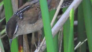 Marsh Wren song [upl. by Aklam]