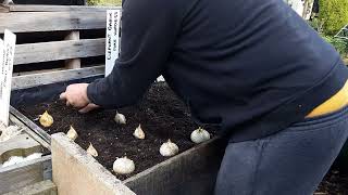 Quietly Planting Elephant amp Red Russian Garlic 🧄 Pallet Collar Raised Beds [upl. by Draner]