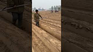 Farmland irrigation hose laying process [upl. by Ailegra513]