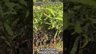 Macadamia nut plants availablemacadamiamacadamianutsplantsfarmingplantationnutsshortssouth [upl. by Eiznikcm]