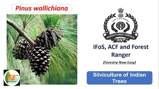 Pinus wallichiana  Silviculture of Indian Trees JPSC ACF and Forest Range Officer and IFoS UPSC [upl. by Winchell]