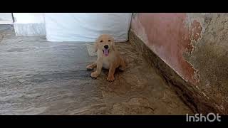 GOLDEN RETRIEVER ♀️PUPPY FOR SALE AT SILIGURI ☎9064161606 AT VERY REASONABLE PRICE [upl. by Trauner183]