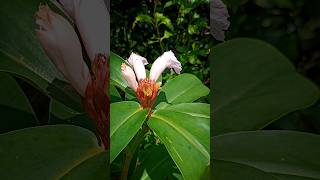 costus herbal flower costus costusherbal nainowalene nainowalenedance insulinflower trending [upl. by Sirak]