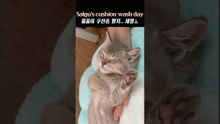 Salgus cushion wash day 쭙쭙이 쿠션좀 빨자 제발 아기고양이 cute kitten﻿ [upl. by Attebasile352]