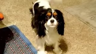 Cavalier King Charles Spaniel  Late Night Howling Shenanigans [upl. by Ladnar]