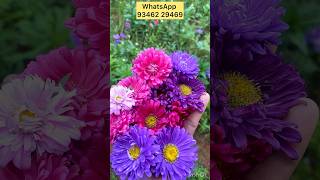 Very healthy Asters saplings and seeds for sale WhatsApp 93462 29469 asters myflowergarden shorts [upl. by Nashbar930]