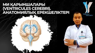 Ми қарыншалары ventricules cerebri Анатомиялық ерекшеліктері [upl. by Van]