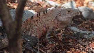 Ctenosaura similis John H Baltodano Calvo [upl. by Tterraj184]