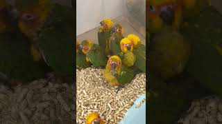 Sun conure baby [upl. by Neetsirk]