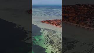 The Nature Project Stunning 4K Wildlife and Aerial Drone Views of Shark Bay Australia  Shorts [upl. by Nelle]