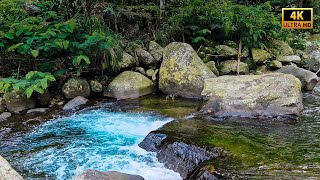 🌊 Relaxing River Flow in 4K UHD  Nature Ambience with Birds Chirping amp Water Sounds for Relaxation [upl. by Keyte]