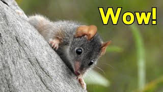 The Insane Biology of The Antechinus  Crazy Sex and Cannibalism [upl. by Clyte]