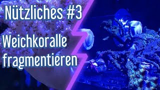 Sinularia fragmentieren Weichkorallenableger  Nützliches 3   MeerwasserAquarium [upl. by Georglana17]