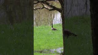 Canadian Goose Call  Honk [upl. by Aurelie]