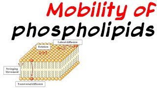 Mobility of phospholipid [upl. by Maleeny554]