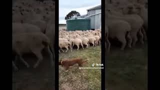 Sheep Dog at Work australia sheep foryou farminglife [upl. by Nnaeiluj]