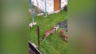 Pet puma escapes and savages terrified familys dog in garden for EIGHT MINUTES [upl. by Dasi]