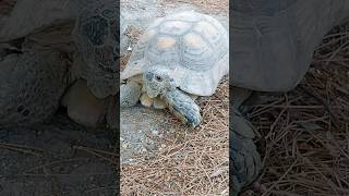 Tortoise 🇬🇷 Athens Greece [upl. by Mundt]