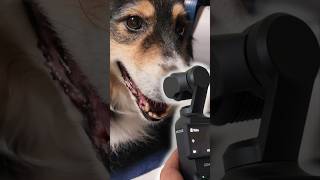 Filming a Review  Pet Grooming Kit Oneisall Transformhowyoupet doggroomingvacuum [upl. by Bock]