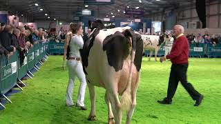 2017 Royal Ulster Winter FairHolstein Junior Heifer ClassRUAS4K video [upl. by Elohcin946]