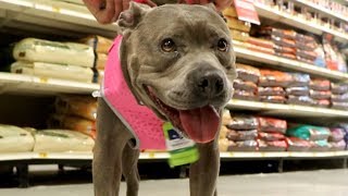 Taking my Pitbull to PetSmart [upl. by Amora]