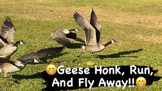 Canada Geese Honking amp Flying Off [upl. by Neisa]