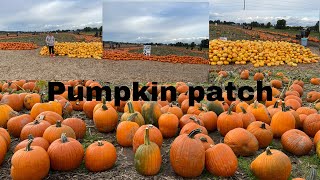 pumpkin patchcorn maze [upl. by Robena]