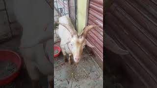 Bentham goods for sale call 8850544945 love song best music goat [upl. by Orlando75]