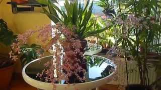 Oncidium sotoanum  ornithorhynchum Care amp Info [upl. by Isteb498]