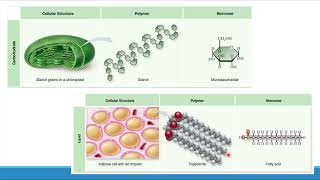 Module 2 Biological Molecules  Introduction to Macromolecules [upl. by Cardinal155]