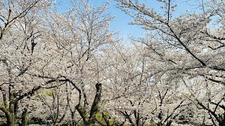 OKAYAMA KORAKUEN GARDEN Vlog 6 saruka [upl. by Inkster]