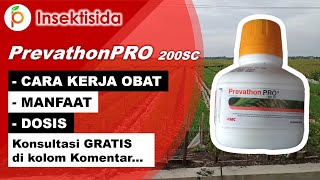 Review Insektisida Prevathon PRO 200SC Terbaru dari FMC fmcindonesia4883 [upl. by Esinaj]