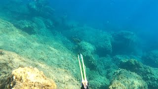 KUZEY KIBRIS ZIPKINLA KARIŞIK KIYI AVLARI SPEARFISHING IN CYPRUS [upl. by Weixel]