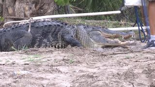 Alligator Captured After Biting Off Man’s Arm in Florida [upl. by Kenneth]