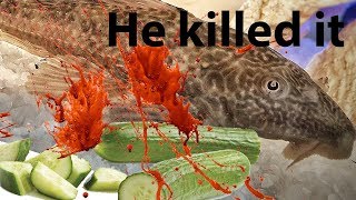 Pleco Destroys cucumber Timelapse The cucumber Killer [upl. by Anaidiriv378]