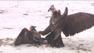 Fighting of Golden Eagle and Cinereous Vulture Fighting on the ground [upl. by Nnaxor]