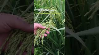 Padi zizania agriculture galur [upl. by Digirb]